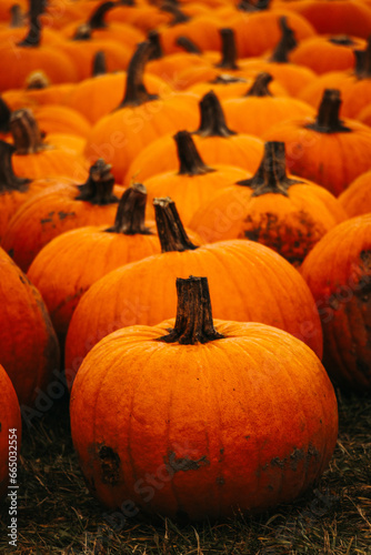 pumpkins in a field