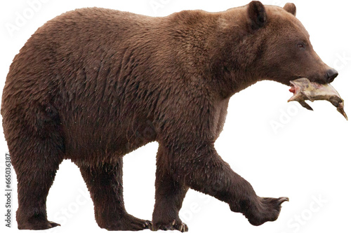 Alaskan brown bear with salmon PNG, transparent background