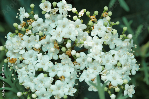 The brightly colored flowers of the season bloom in the garden in the beautiful sunshine.