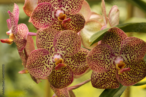 The brightly colored flowers of the season bloom in the garden in the beautiful sunshine.
