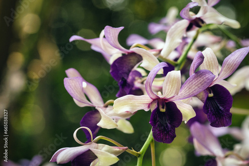 The brightly colored flowers of the season bloom in the garden in the beautiful sunshine.