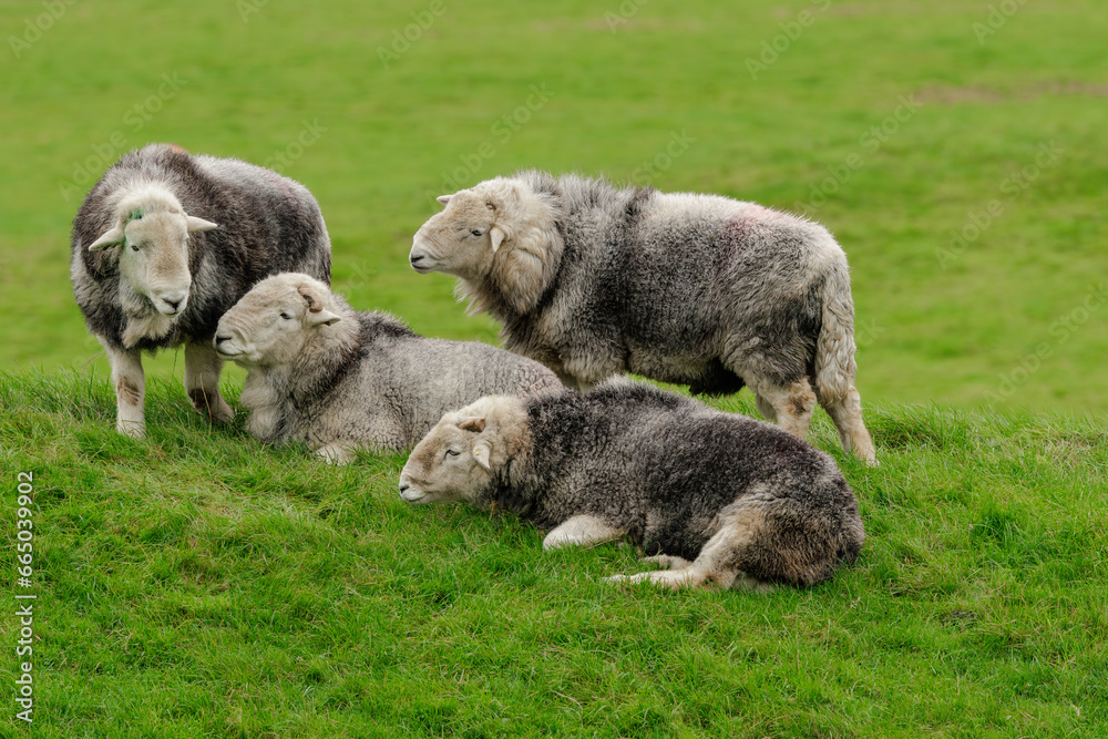 A flock of four fine, dehorned Herdwick rams in Autumn, Lake District, UK, grouped together in a field. Herdwick sheep are a breed native to Cumbria. Clean background with space for copy. Horizontal A flock of four fine, dehorned Herdwick rams in Autumn, Lake District, UK, grouped together in a field. Herdwick sheep are a breed native to Cumbria. Clean background with space for copy. Horizontal