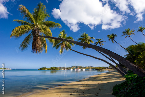 Fototapeta Naklejka Na Ścianę i Meble -  Overhanging palm trees in the Yasawa Islands - Fiji - South Pacific