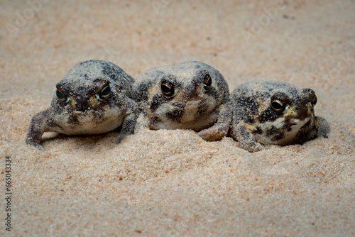 The Desert Rain Frog, Web-footed Rain Frog, or Boulenger's Short-headed Frog (Breviceps macrops) is a species of frog in the family Brevicipitidae. It is found in Namibia and South Africa. photo