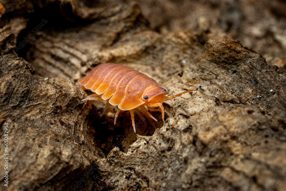 Isopoda Isopoda