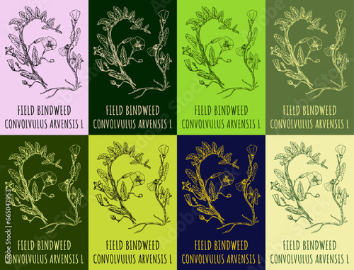 Set of vector drawing of FIELD BINDWEED in various colors. Hand drawn illustration. Latin name CONVOLVULUS ARVENSIS L.