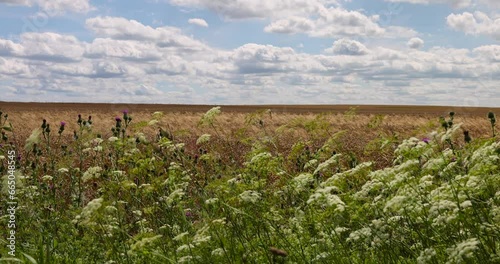 wild white flowers in the summer, growing near the field with cereals white flowers