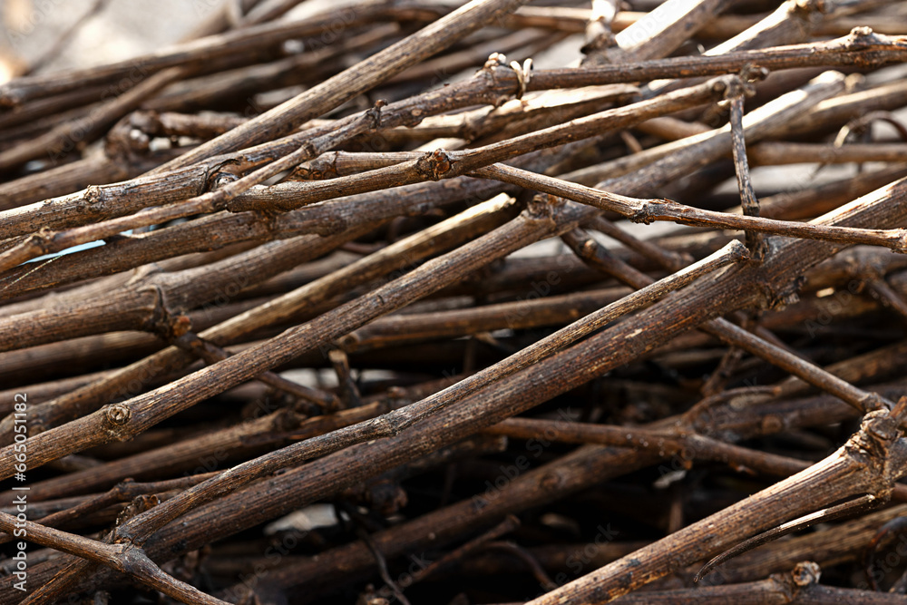a pile of thin dry branches ready for the campfire, fire sticks, firewood, close up view a pile of thin dry branches ready for the campfire, fire sticks, firewood, close up view