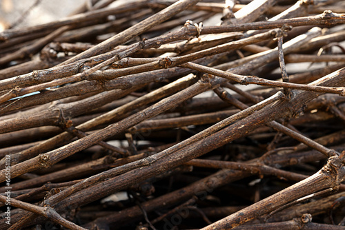 a pile of thin dry branches ready for the campfire, fire sticks, firewood, close up view © Airiny