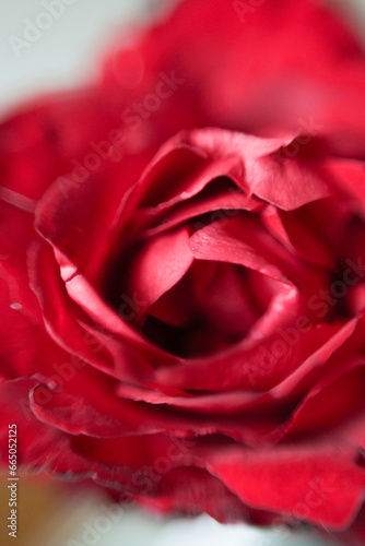 Rose Rot