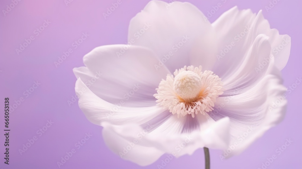 white dahlia flower