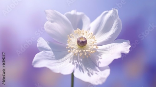 bee on a flower