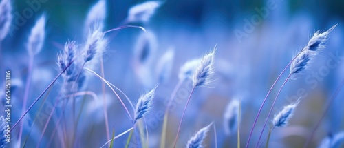 grass in the wind © DigitalMuseCreations