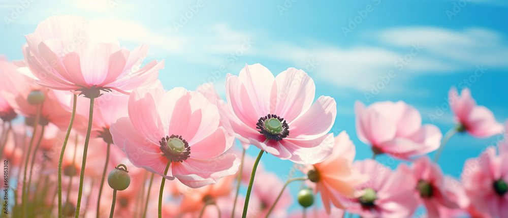 Gently pink flowers of anemones outdoors in summer spring close-up on turquoise background. Delicate dreamy image of beauty of nature. Gently pink flowers of anemones outdoors in summer spring close-up on turquoise background. Delicate dreamy image of beauty of nature.