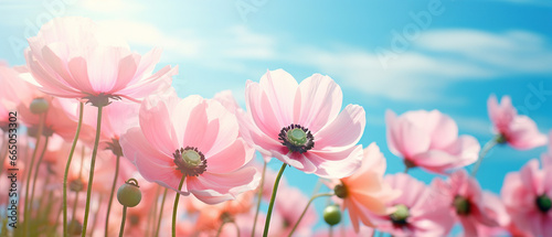Gently pink flowers of anemones outdoors in summer spring close-up on turquoise background. Delicate dreamy image of beauty of nature.