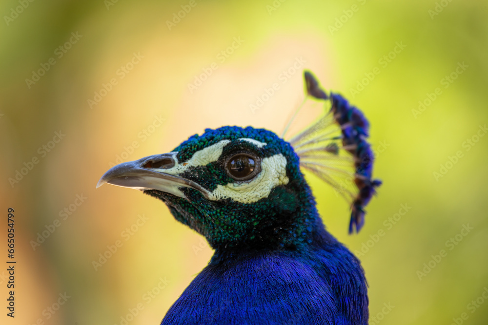 Indian Peafowl / Peacock (Pavo cristatus) Outdoors Indian Peafowl / Peacock (Pavo cristatus) Outdoors