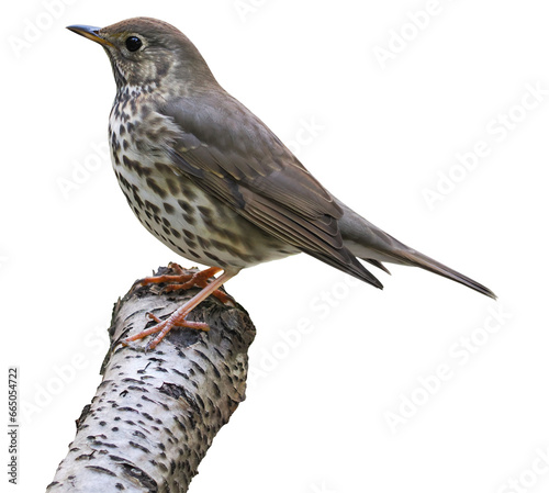 Song thrush (Turdus philomelos), PNG, songbird isolated on transparent background photo
