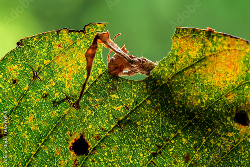 Φωτογραφία Stick Insect or Phasmids also known as walking stick insects, stick-bugs, or ghost insect