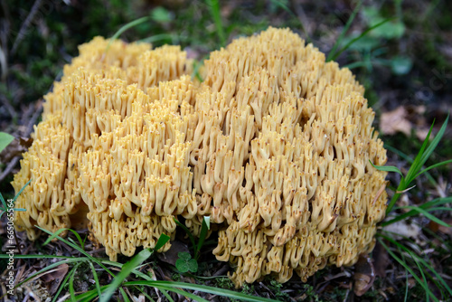 Close-up of Ramaria flava mushroom growing in Carpathian deep forest