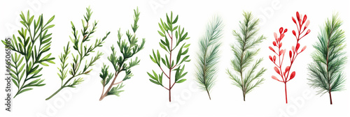 Watercolor Christmas Set with Evergreen Coniferous Tree Branches, Berries and Leaves. Holly, Fir, Pine, Mistletoe. Isolated on White Background.