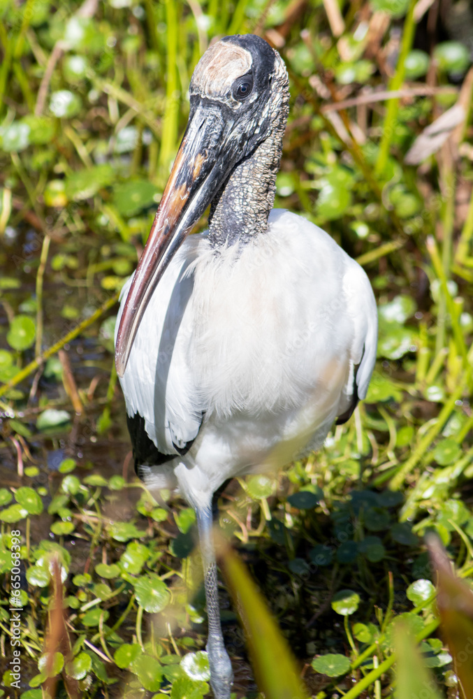Fototapeta premium Big bird standing in the sunny waters of a tropical island