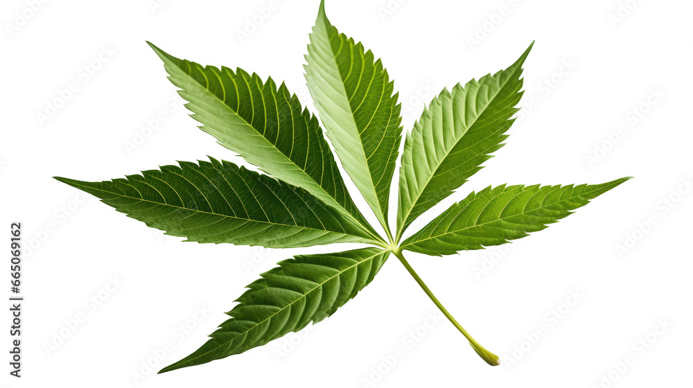 cannabis leaf isolated on transparent background - obrazy, fototapety, plakaty 