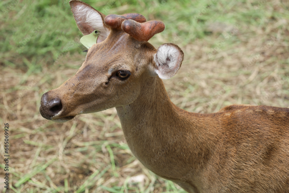 Close up head female deer in garden at thailand