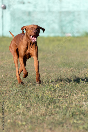 Portrait of a purebred Hungarian Vizsla dog in nature. Beautiful Magyar Vizsla golden rust color on walking. Beautiful Hungarian Vizsla dog portrait. Vizsla hunting dog. Shorthaired Hungarian Pointer
