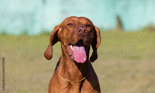 Portrait of a purebred Hungarian Vizsla dog in nature. Beautiful Magyar Vizsla golden rust color on walking. Beautiful Hungarian Vizsla dog portrait. Vizsla hunting dog. Shorthaired Hungarian Pointer