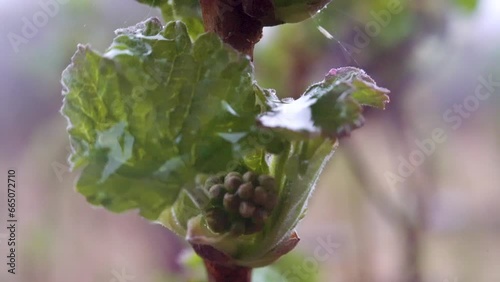 A drop of rain hangs on a spring swollen bud and wet elderberry flowers photo