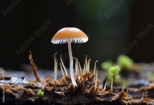 Hemimycena species mairei. photo