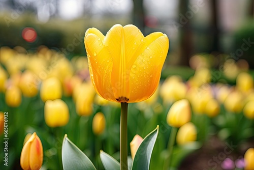 Yellow tulip in the garden.