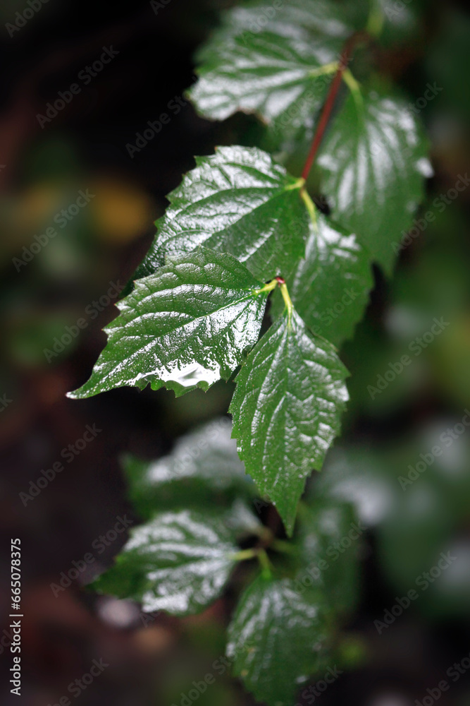 Drops of rain on autumn leaves Drops of rain on autumn leaves