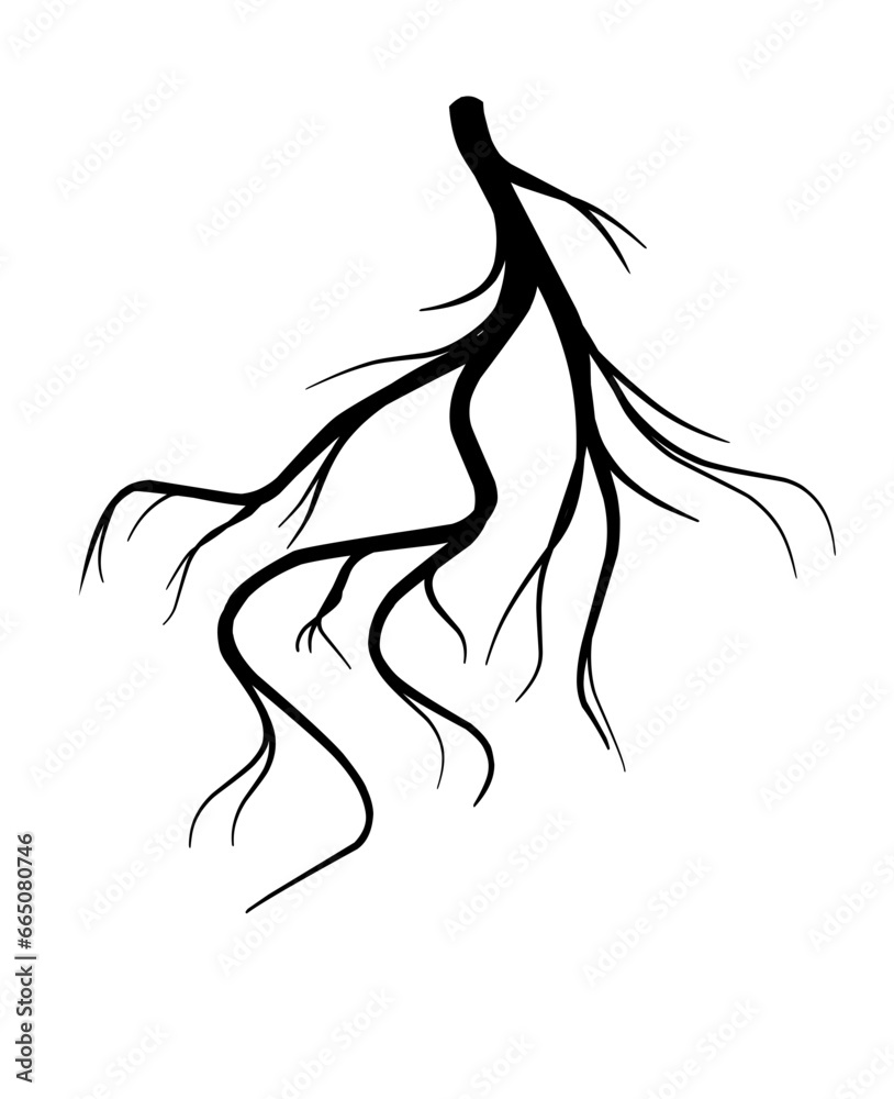 silhouette of plant roots
