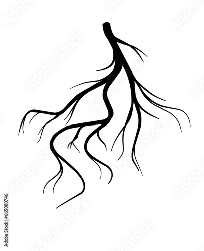 silhouette of plant roots