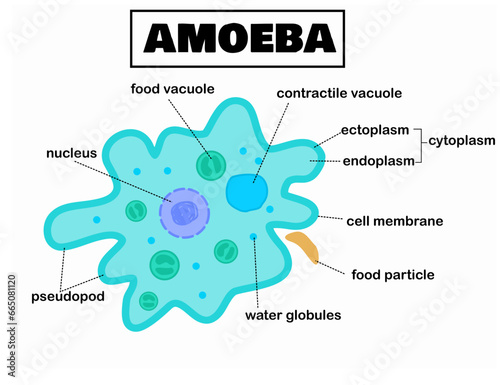 Anatomy of a amoeba or amoeboid with organelles.The structure and diagram.Protozoa infographic.and biology for education.Vector illustration.Flat design.Graphic.