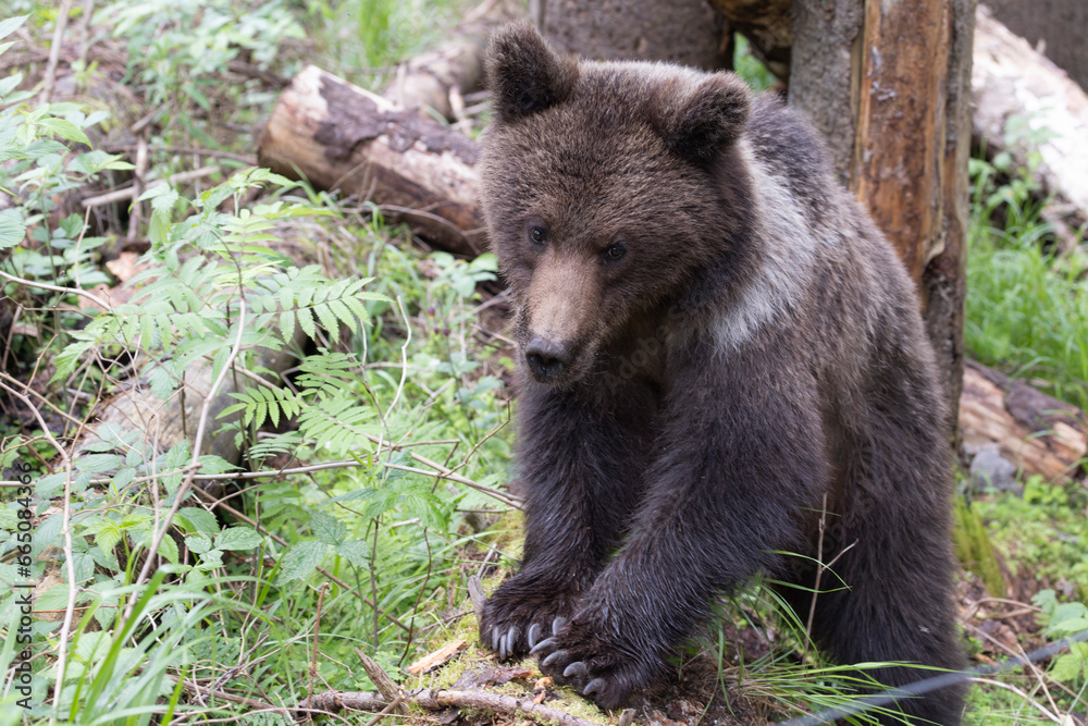 Close up of brown bear standing on fallen tree in green summer forest. Close up of brown bear standing on fallen tree in green summer forest.