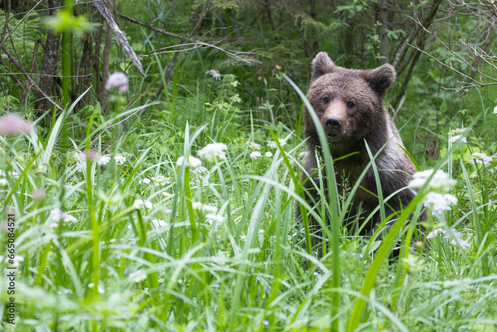 Brown bear walking in green summer meadow. Brown bear walking in green summer meadow.