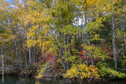 autumn in the woods