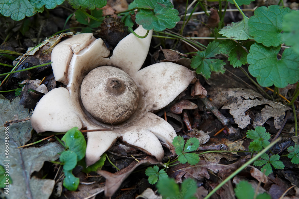 Closeup on the odd shaped collared,, saucered or triple earthstar mushroom, Geastrum triplex on the forest floor Closeup on the odd shaped collared,, saucered or triple earthstar mushroom, Geastrum triplex on the forest floor