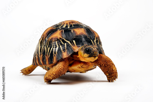 juvenile Radiated tortoise // junge Strahlenschildkröte (Astrochelys radiata)