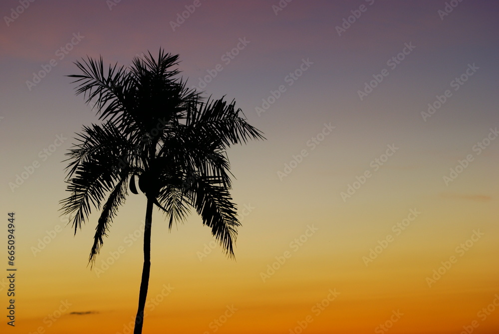 Palm Tree Silhouette at Sunset