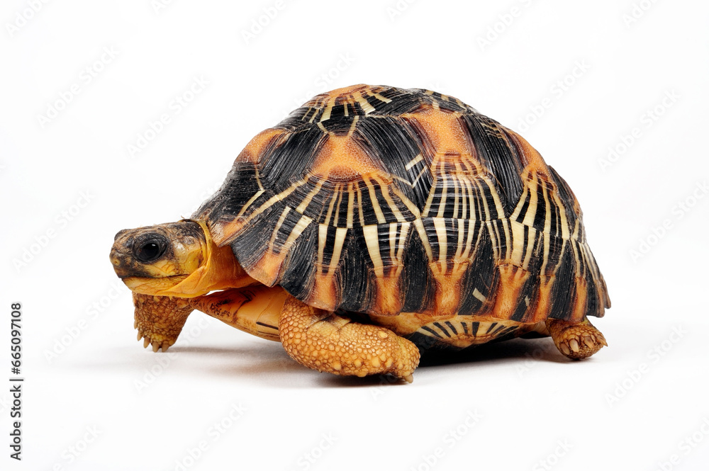 Obraz premium juvenile Radiated tortoise // junge Strahlenschildkröte (Astrochelys radiata)