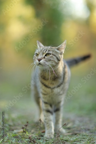 Adorable striped tabby cat sitting in the lush green grass looking directly at the camera © Wirestock