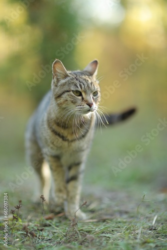 Adorable striped tabby cat sitting in the lush green grass looking directly at the camera © Wirestock