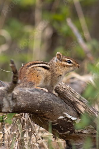 Chipmunk on stump in the forest