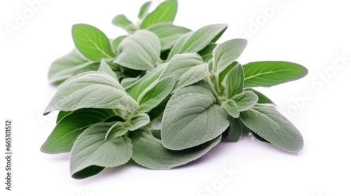 Plant lambs ear isolated on white background. © Anowar