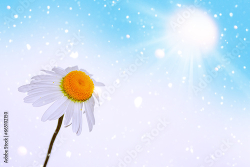 White bright daisy flowers on a background of the summer landscape.