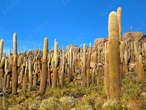 Cacti island in desert Salar de Uyuni Bolivia South America. 