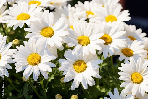 White daisy flowers.